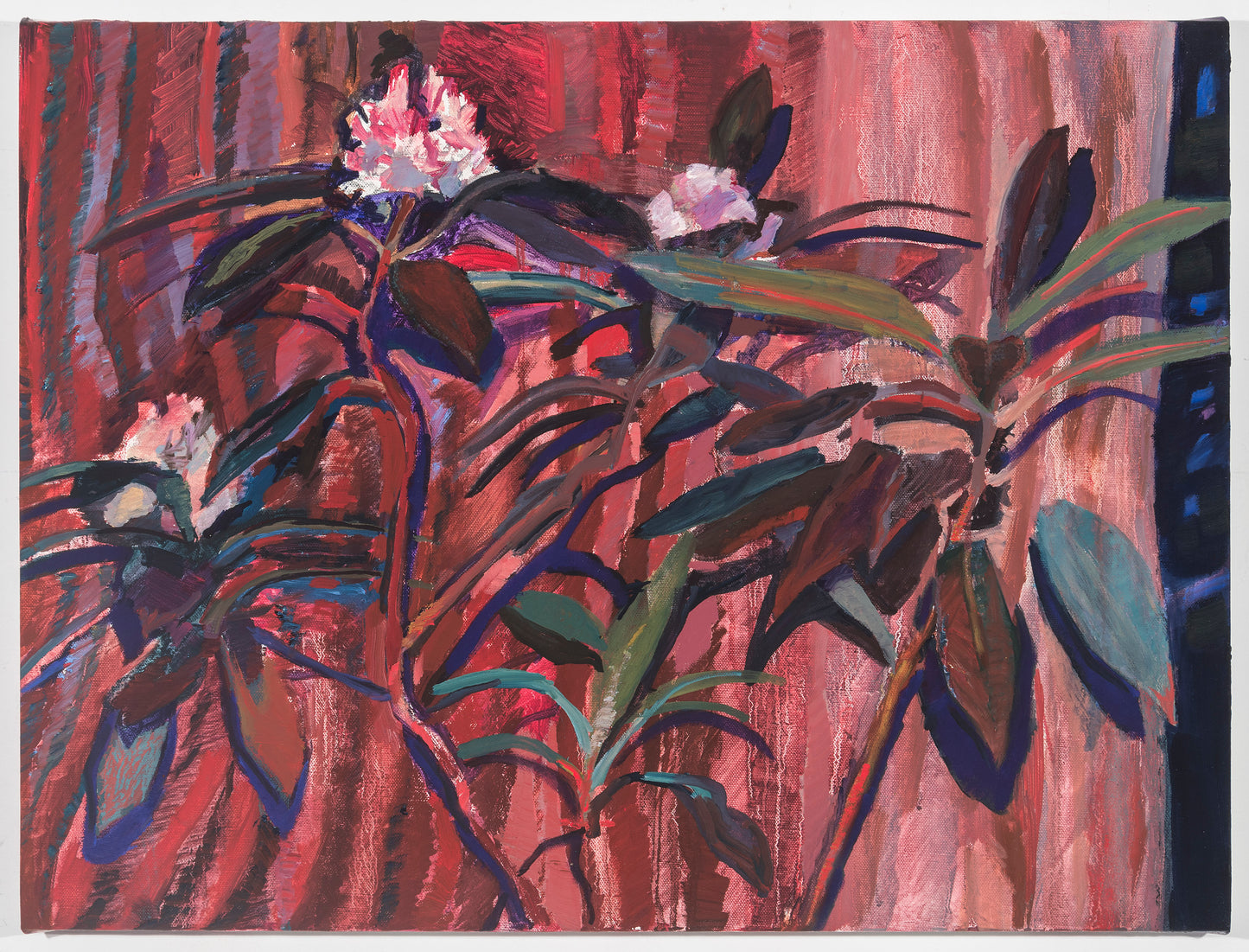 John Mitchell | Red Night Flower