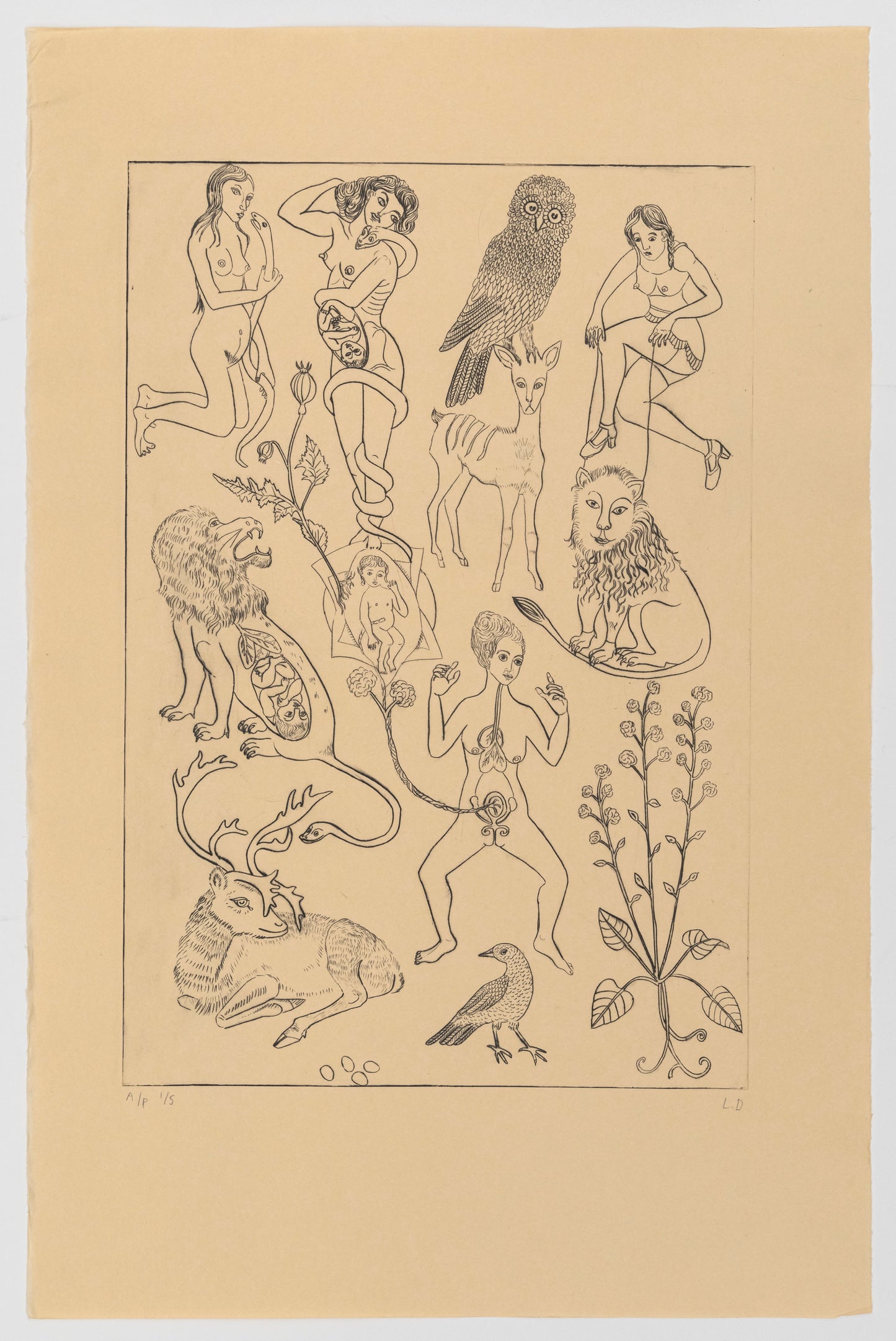 Lauren Drescher | Anatomy