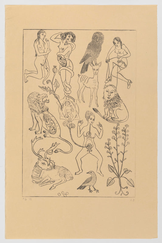 Lauren Drescher | Anatomy