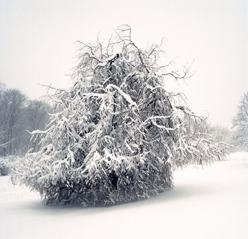 Weeping Beech, Benjamin Swett