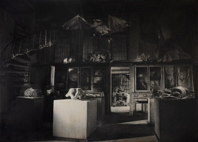 Lothar Osterburg | Cabinet of Wonders, 2021