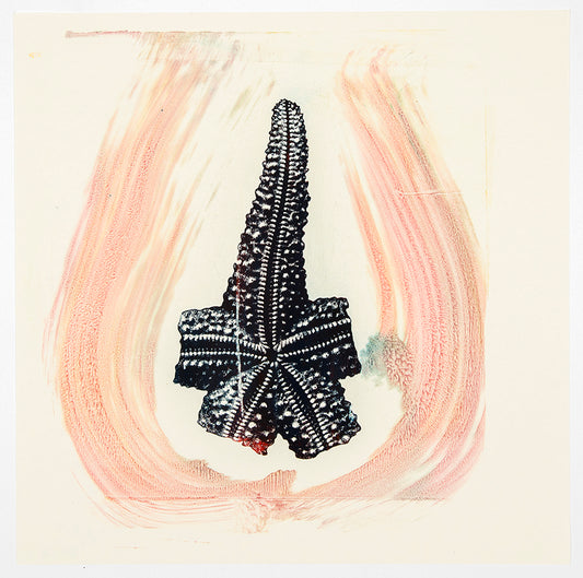 Philip Taaffe | Pink, Single Arm