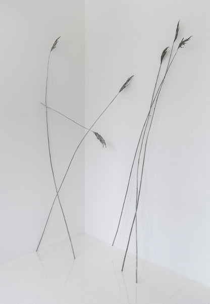Anne Patterson: Fermata