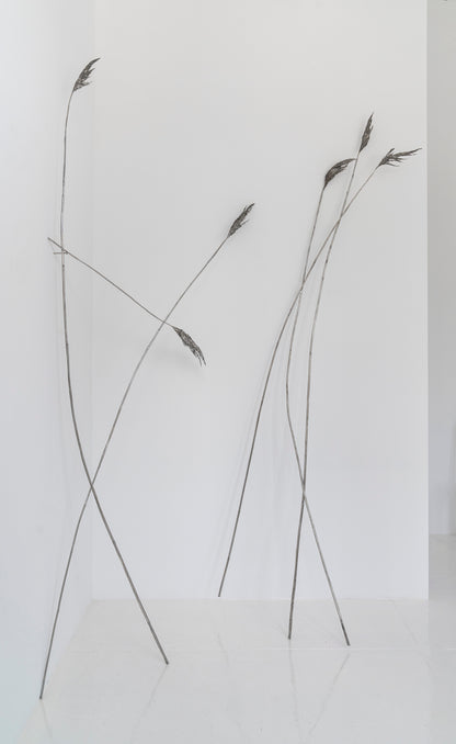 Anne Patterson: Fermata