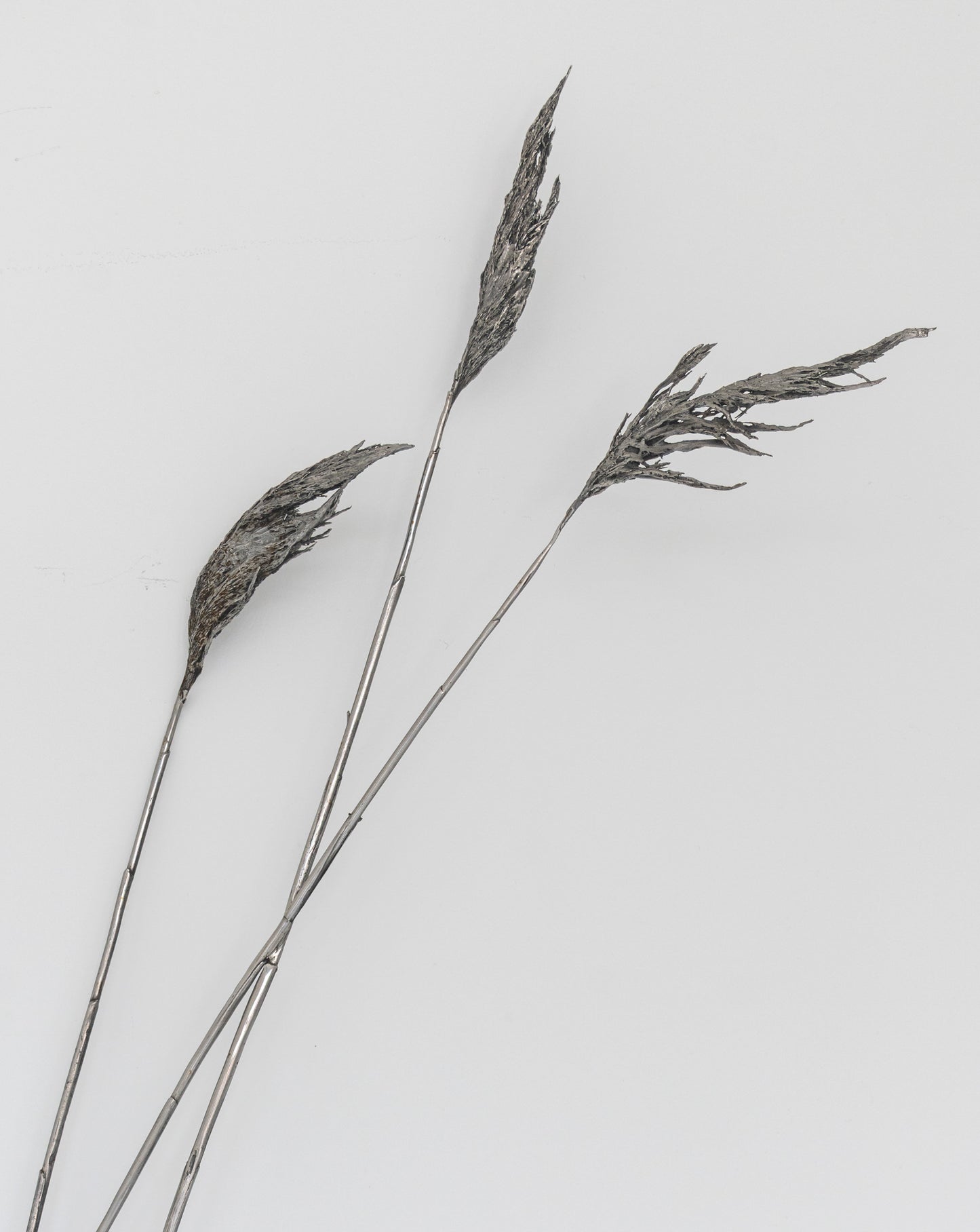 Anne Patterson: Fermata