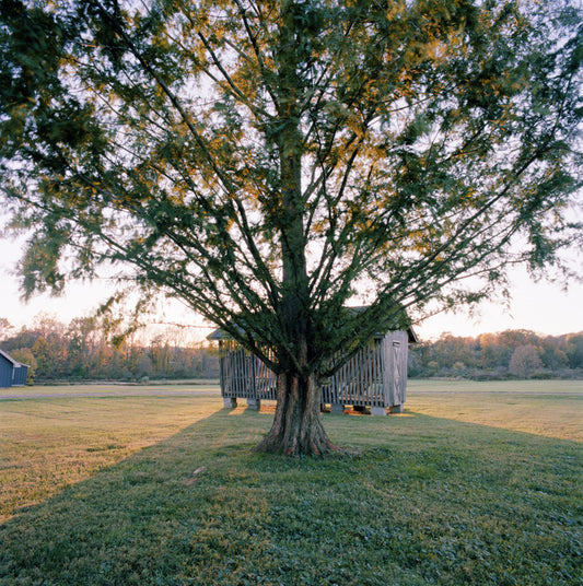 Dawn Redwood, Benjamin Swett