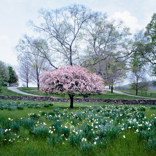 Crabapple, Benjamin Swett