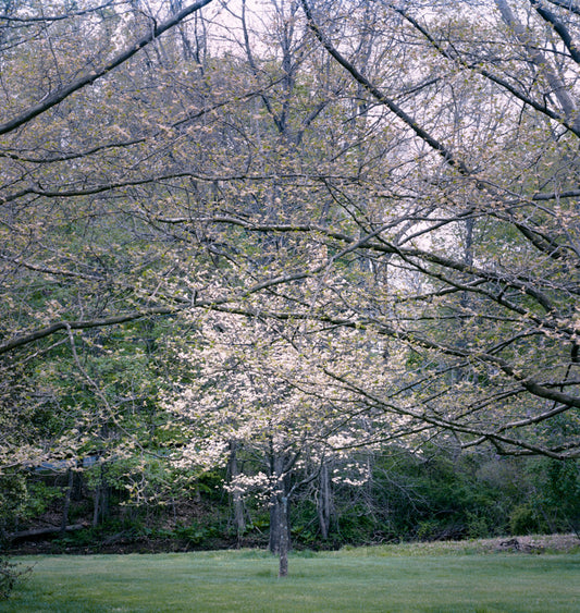 Dogwood, Benjamin Swett